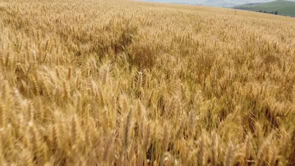 Golden Wheat Agriculture Field