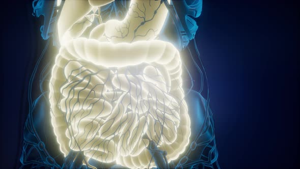 Human Body with Visible Digestive System