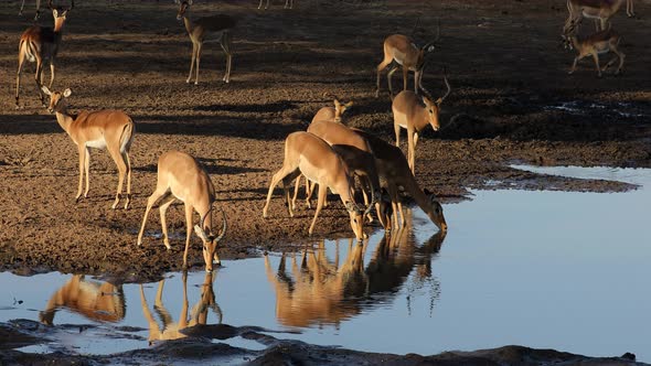 Impala Antelopes Drinking Water - Kruger National ParkK)