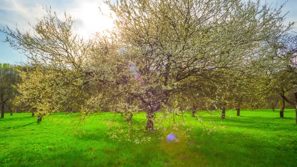 Spring Garden, Cherry Blossoms and the Sun