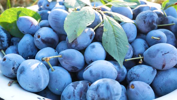 Ripe Blue Plums in a Basket in the Garden