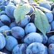 Ripe Blue Plums in a Basket in the Garden - VideoHive Item for Sale