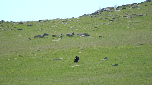 Free Wild Cinereous Vulture Bird in Natural Habitat of Green Meadow