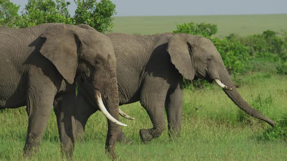 Two elephants walking and eating