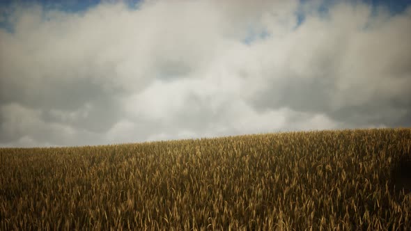 Dark Stormy Clouds Over Wheat Field