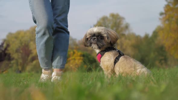 Funny Shih Tzu Dog Sits Near Owner on Green Field in Park