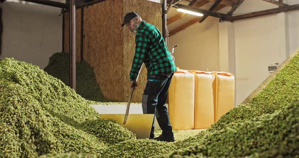 A Farm Worker Pushes Dried Hops Into a Hopper in a Warehouse