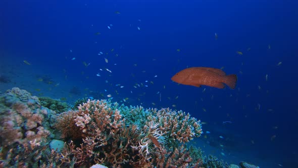 Beautiful Underwater Colourful World