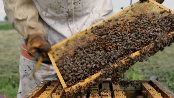 Beekeeper is working with bees and beehives