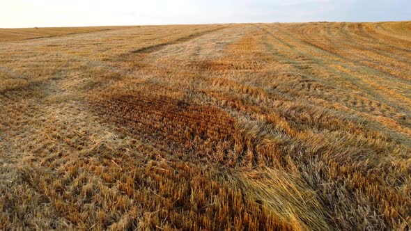 Aerial Drone View Flight Over Stalks of Mown Wheat in Wheat Field