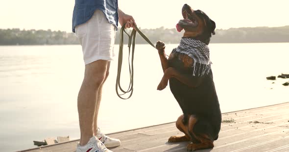 Man Training His Dog Tricks By Lake