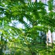 Green Fern Branch in a Beautiful Summer Sunny Forest - VideoHive Item for Sale