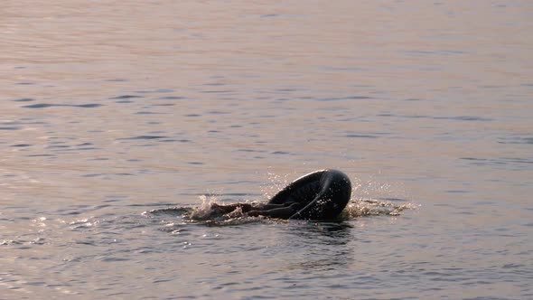 The Boy Dives Into the Center of the Rubber Ring in the River at Sunset