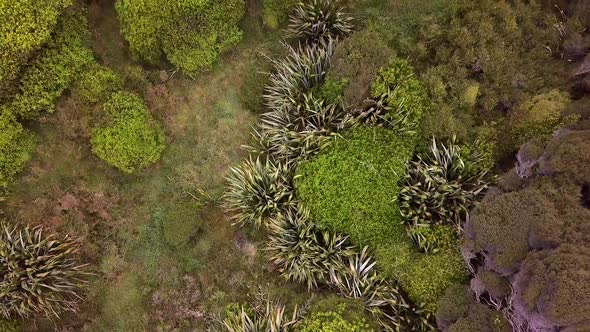 Flying above foliage