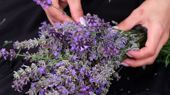 Close up of female hand touching lavender purple blooming flowers in field. Slow motion.
