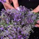 Close up of female hand touching lavender purple blooming flowers in field. Slow motion. - VideoHive Item for Sale