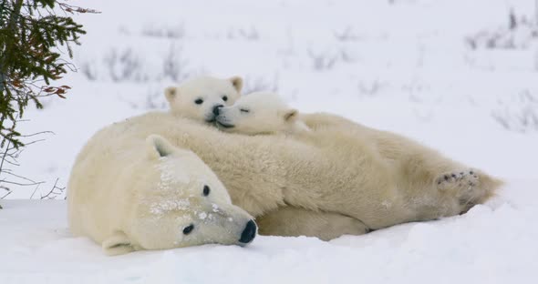 Wide shot of a Polar Bear sow and two cubs resting. Both cubs look at the camera, then at each other