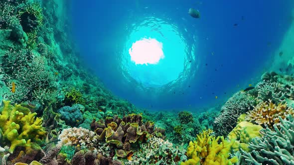 Coral Reef with Fish Underwater. Bohol, Philippines.