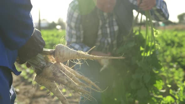 Mature man working on farm