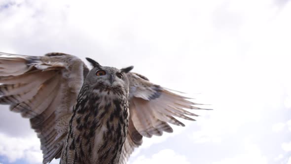 Eagle owl with negative space flapping in slow motion