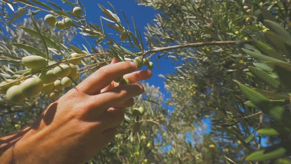 Crop farmer harvesting olives from tree