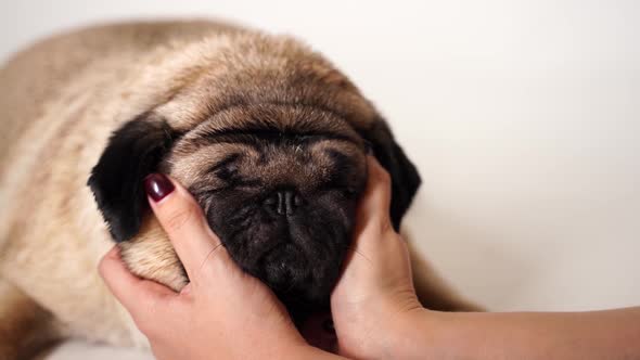 Beautiful Pug Lying on White Background