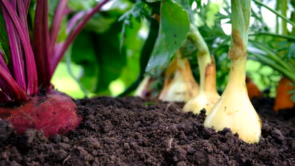 Vegetables Grow in the Garden