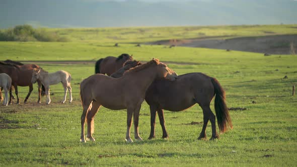 Horses Scratching Each Other