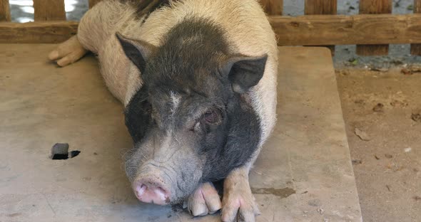 Farm pig resting