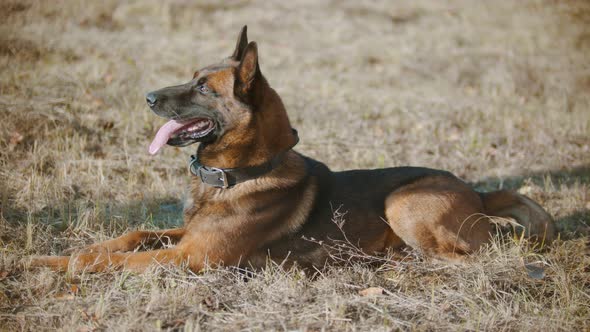 German Shepherd Dog Lying on the Grass