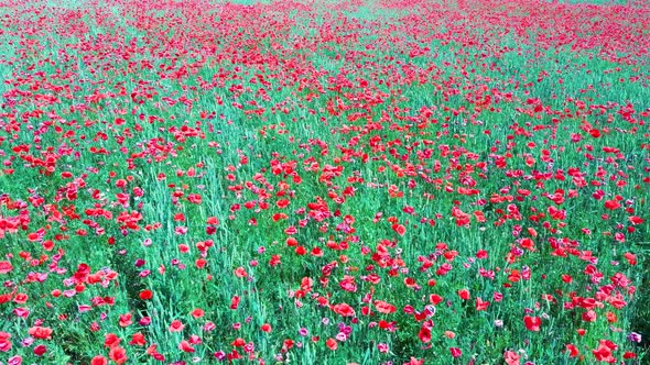 Field of Blossoming Red Poppies. Beautiful Flowers Meadow and Summer Nature Landscape	