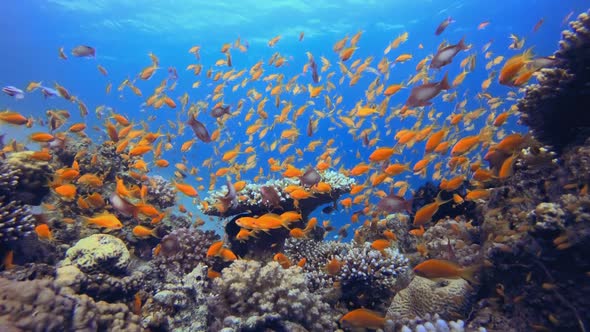 Underwater World with Colorful Corals and Fish