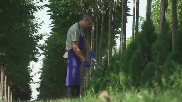Gardener Is Cutting Bushes in the Garden