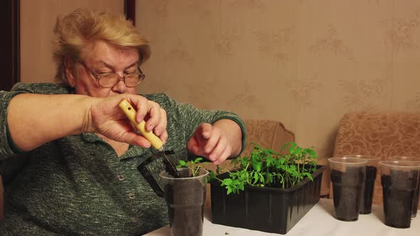 A Woman  a Gardener with a Spatula Pours Black Soil Into a Pot with Seedlings