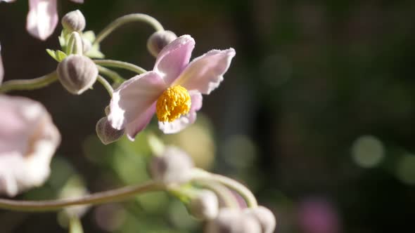 Japanese Anemone hybrida flower shallow DOF slow-mo video