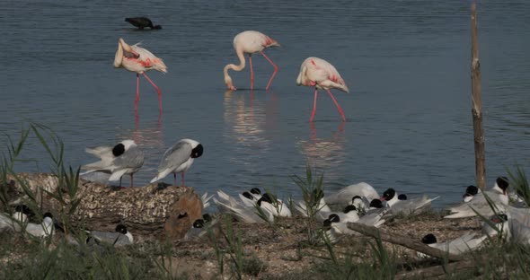 A flock of Mediterranean gull during the egg incubation time, Camargu