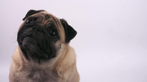 Close up of cute pug dog making funny face on a white background