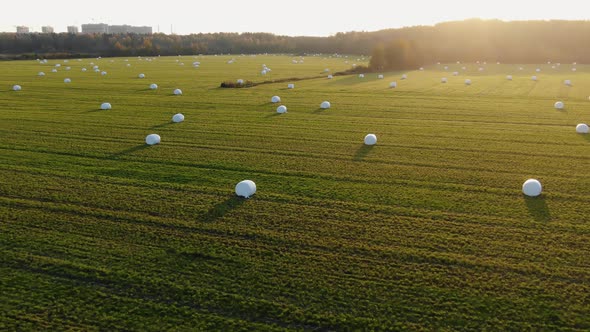 Hay Bales in Plastic Wrap in Harvested Field Against Forest