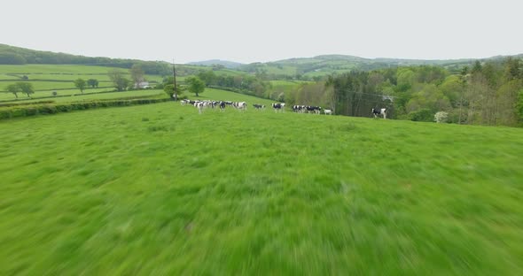 Fast flyover of cows grazing pasture before milking