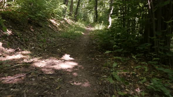 Green forest walk POV 4K footage