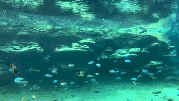 Different Species of Tropical Fish and Coral Under Clear Water