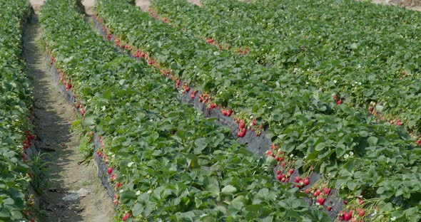 Row of Strawberry farm
