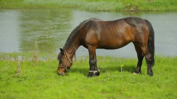Horse grazing on meadow near river