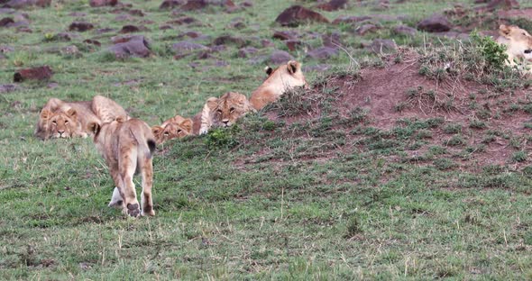 Lion Cub Litter Playing In Africa