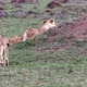 Lion Cub Litter Playing In Africa - VideoHive Item for Sale