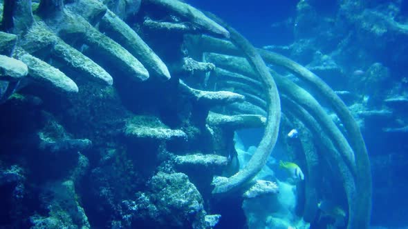 Whale Bones On Ocean Floor