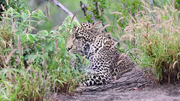 Leopard lying still in the grass Sabi Sands Game Reserve in South Africa