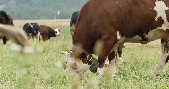 Grazing Cows at Farm Rural Field Pasture in Sunny Day