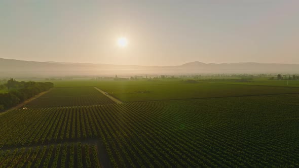 Drone Moving Over Green Vineyard Against Sky Plants at Farmland During Sunset