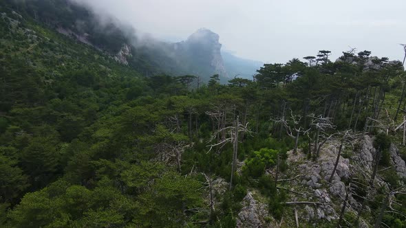 Rock ShaanKaya with Sheer Walls and Overgrown with Coniferous Forest Crimea